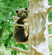 Small Brownbears