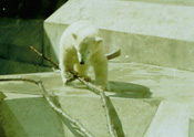 Small Polarbear