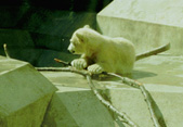 Small Polarbear