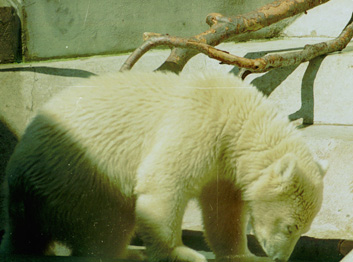 Polarbear