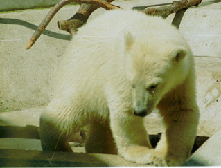 Polarbear