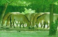 Wild Horse