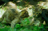 wild cat