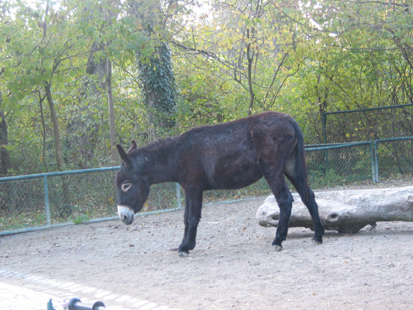 Tierpark 028