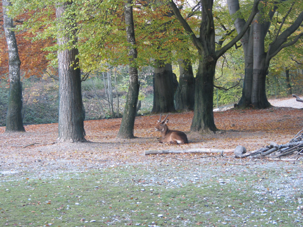 Tierpark 037