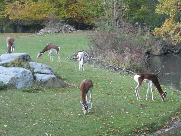 Tierpark 042