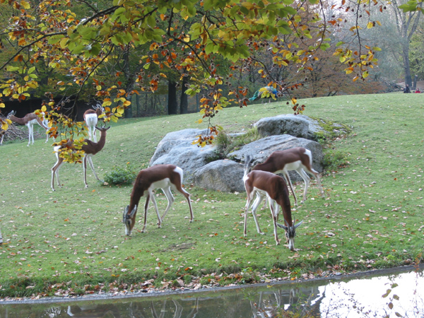Tierpark 044