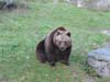 Braunbär