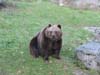 Braunbär