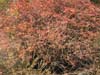 Herbstfarben