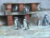 Pinguine