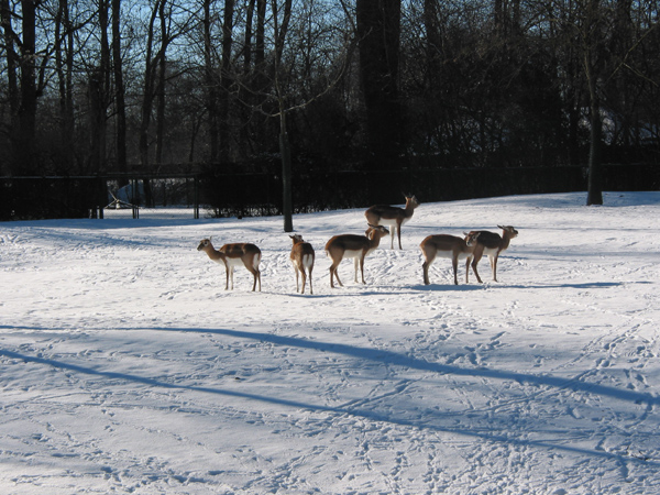 Hellabrunn 035