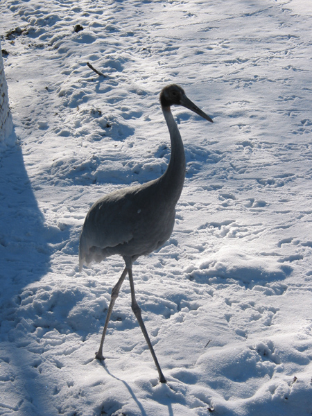 Hellabrunn 037