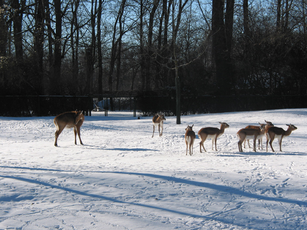Hellabrunn 040