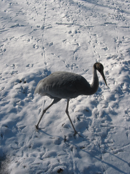 Hellabrunn 043