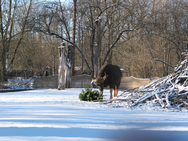 Hellabrunn 050