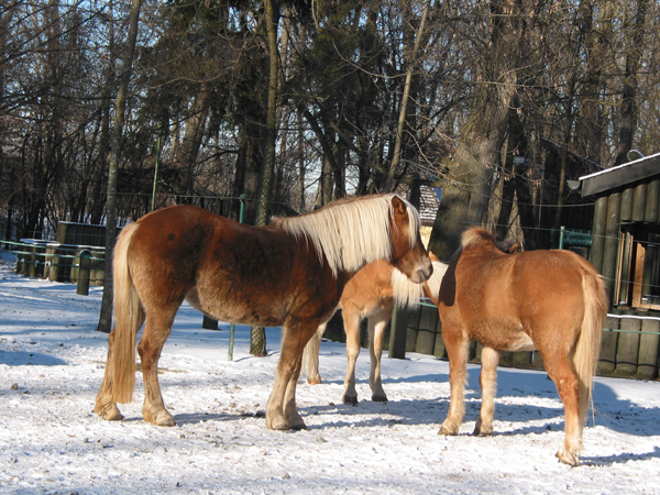 Hellabrunn 055