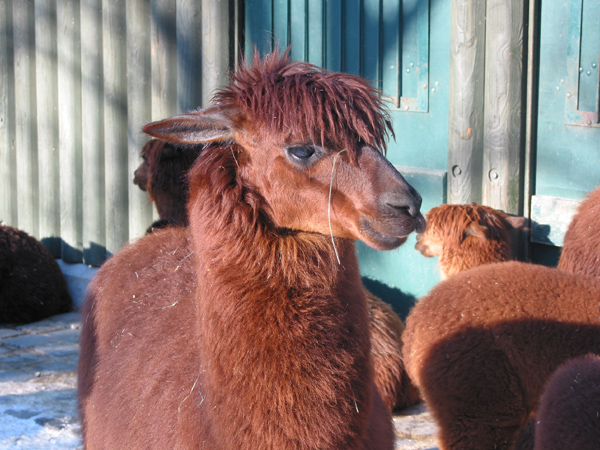 Hellabrunn 064