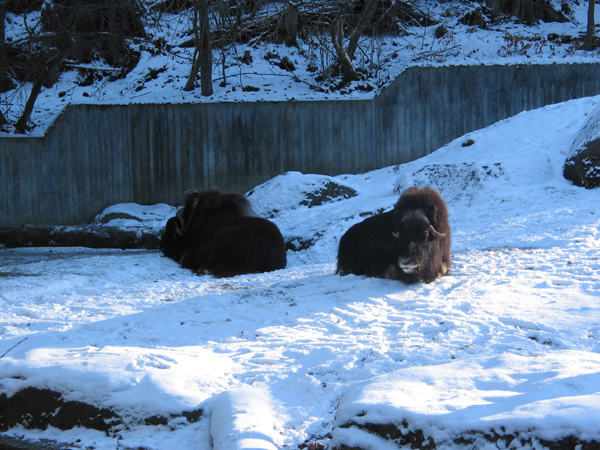 Hellabrunn 065