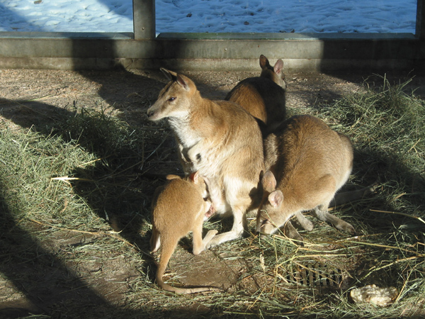 Hellabrunn 072