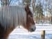 Haflinger