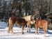 Haflinger
