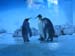 Pinguine